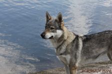 Chunami ¦ 29.07.2012