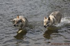 Chunami & Delphi ¦ 29.07.2012