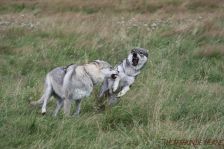 Delphi & Chunami ¦ 29.07.2012