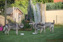 Pepples, Chunami und Kalli