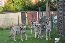 Kalli, Chunami. Delphi und Pepples