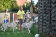 Plausch am Gartenzaun