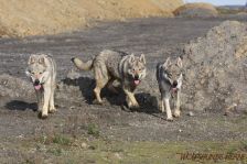 Delphi, Kalli und Chu