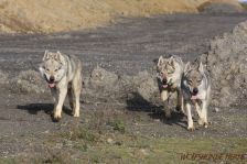 Delphi, Kalli und Chu