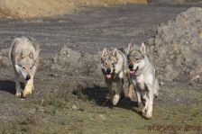 Delphi, Kalli und Chu