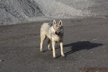 Kalli