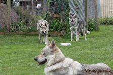 Kalli und Pepples, vorne Delphi