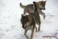 Kalli und Delphi