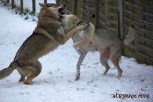 Kalli und Delphi