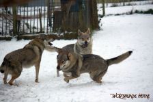 Chunami, Delphi und Kalli