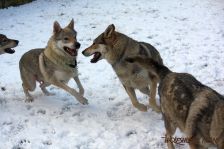 Delphi und Kalli