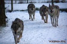 Chunami, Pepples, Kalli und Delphi