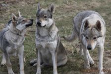 Kalli, Chu & Delphi