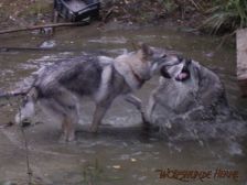 Amy & Akela