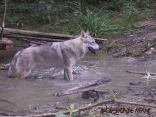 Akela