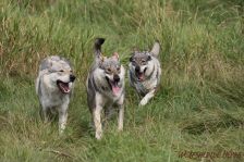 Delphi, Kalli & Chu