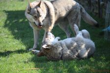 Kalli und Chu