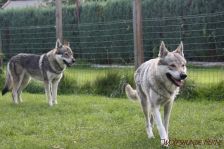 Pepples und Delphi