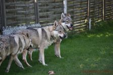 Delphi, Kalli und Pepples