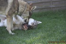 Pepples und Kalli