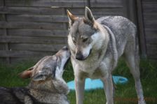 Pepples und Kalli