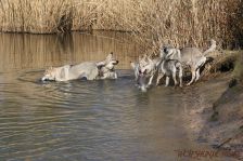 Kalli, Gwynifer, Delphi, Pepples und Chu