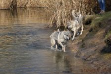 Delphi, Kalli und Gwynifer