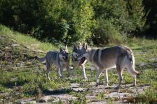 Kalli, Chu & Delphi