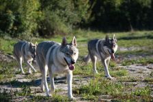 Kalli, Delphi & Chu
