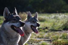 Chu & Kalli