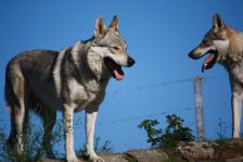 Delphi & Kalli