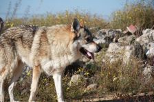 Bandit am 23.10.2011