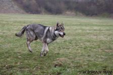 Chunami from Bandit´s World am 17.02.2011