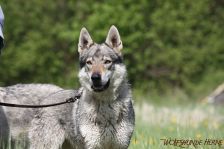 Chunami from Bandit´s World am 27.04.2012
