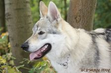 Delphi from Bandit´s World am 08.10.2011