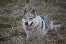 Delphi from Bandit´s World am 10.01.2013