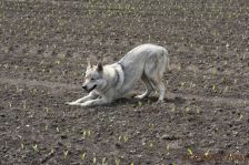 Delphi from Bandit´s World am 12.05.2013