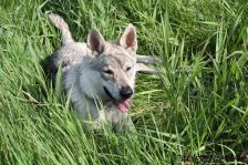 Delphi from Bandit´s World am 14.08.2011