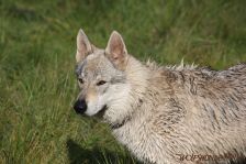 Delphi from Bandit´s World am 14.10.2011