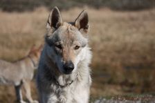 Delphi from Bandit´s World am 17.02.2013