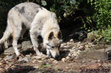 Delphi from Bandit´s World am 17.08.2011