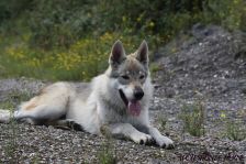 Delphi from Bandit´s World am 18.09.2011