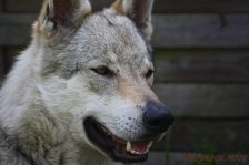 Delphi from Bandit´s World am 19.05.2013