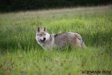 Delphi from Bandit´s World am 24.08.2011