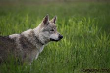 Delphi from Bandit´s World am 24.08.2011