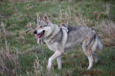 Delphi from Bandit´s World am 27.01.2014