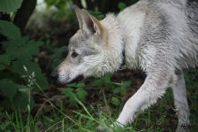 Delphi from Bandit´s World am 28.07.2011