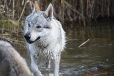 Delphi from Bandit´s World am 30.10.2011