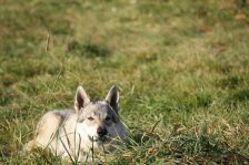 Delphi from Bandit´s World am 30.10.2011