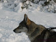 Alka Volání Karpat (Shakira) am 05.01.2009